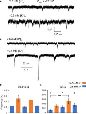 Contributions of Astrocyte and Neuronal Volume to CA1 Neuron Excitability Changes in Elevated Extracellular Potassium